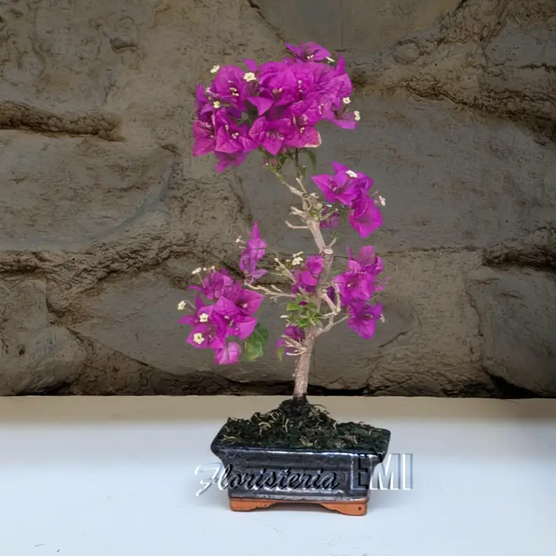 Bonsai Bougainvillea 5 años. Bonsai para exterior, en zonas de clima mediterráneo, al exterior, a pleno sol todo el año. En zonas más frías debemos protegerla de las heladas.. Floristeria Barcelona