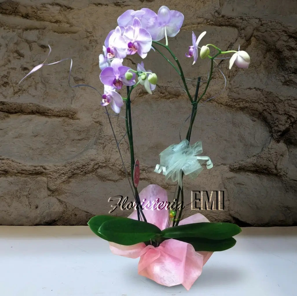 Planta (Orquidea) de Interior.. Floristeria Barcelona