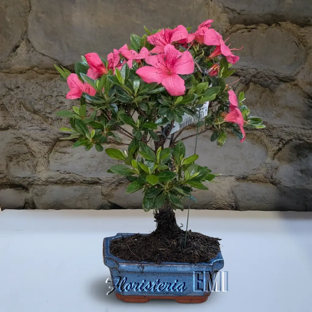 Bonsai Rhododendron de 6 a�os. . Floristeria Barcelona